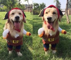 Pirate Pet Costume