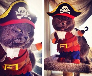 Pirate Pet Costume cat