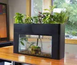 Self-Sustaining Aquarium & Garden