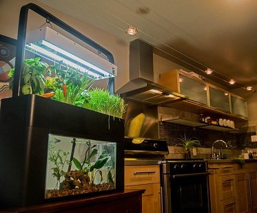 Self-Sustaining Aquarium & Garden tank