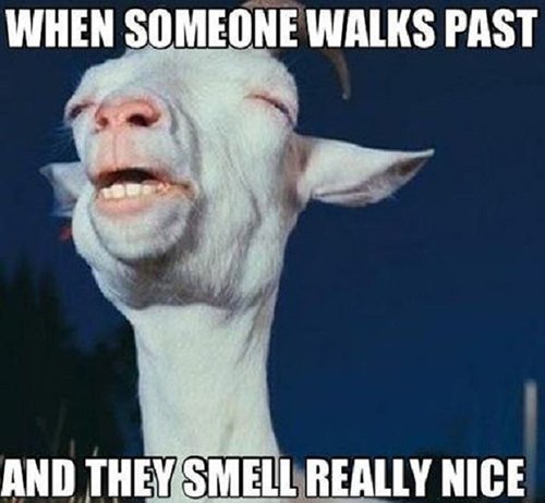 Smell Nice