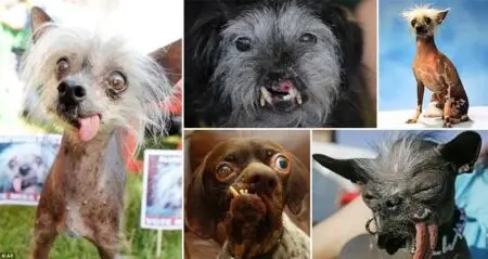 Ugliest Dogs Ever Seen