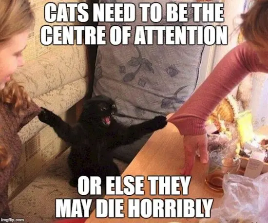 animals-attention