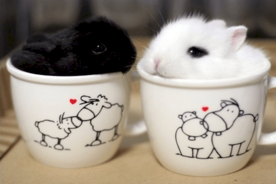 animals-cups