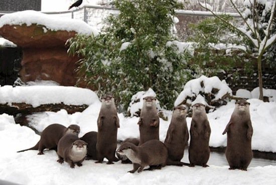 animals-otters