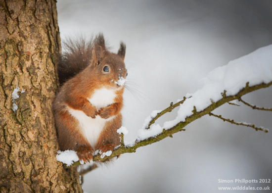 animals-squirrel