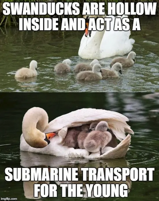 animals-swans