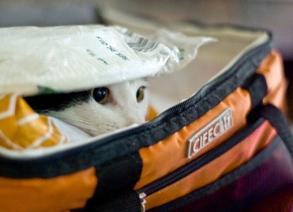 bag cat