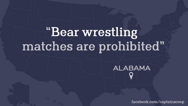 bear wrestling law