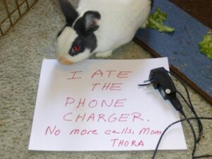 20 Bunny-Shaming Photos Of Some Very Guilty Rabbits