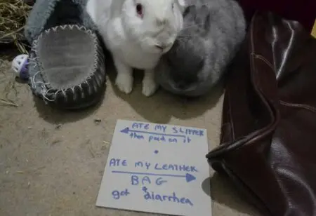 20 Bunny-Shaming Photos Of Some Very Guilty Rabbits