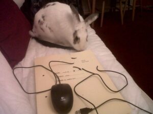 20 Bunny-Shaming Photos Of Some Very Guilty Rabbits