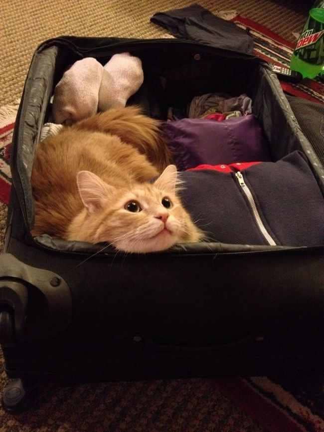 cat case
