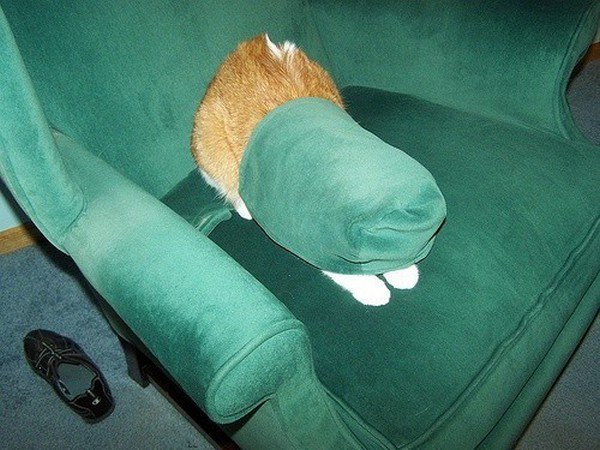 cat chair hide