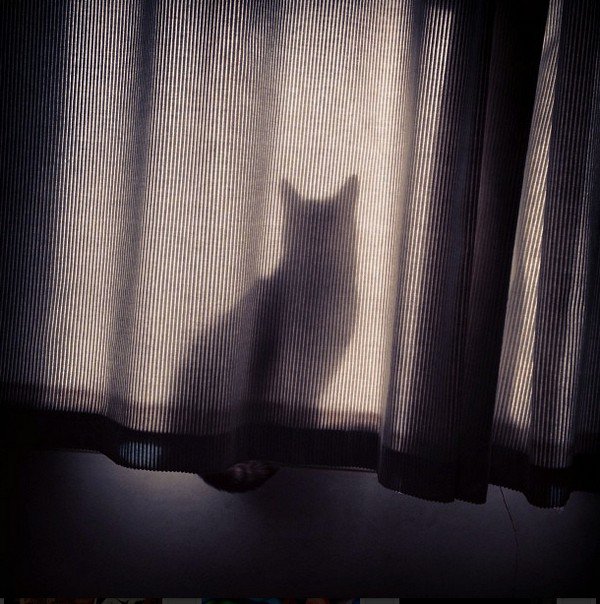 cat curtain