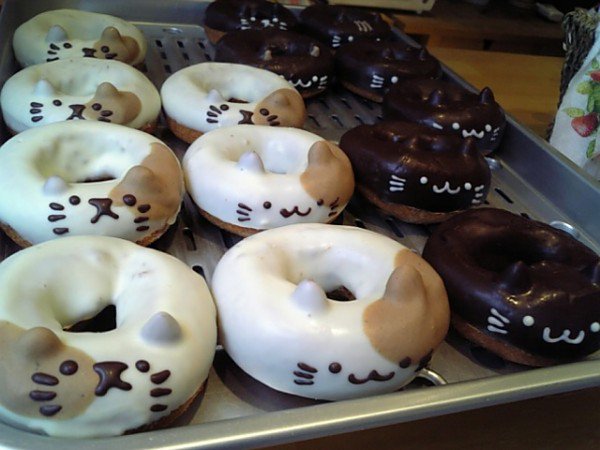 cat donuts