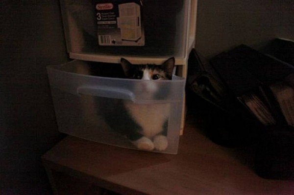 cat drawer