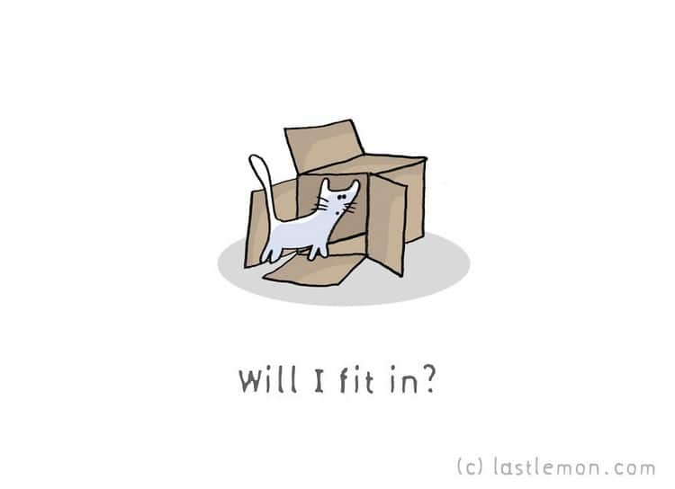 cat fit box