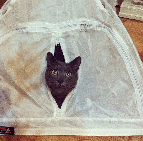 cat hiding tent