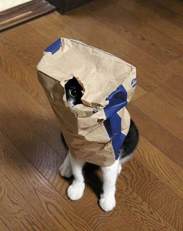 cat in bag