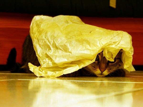cat paper head