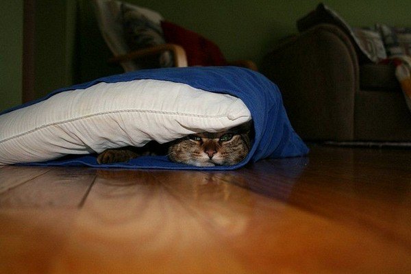cat pillow case