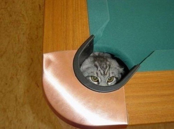 cat pool hole