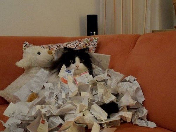 cat receipts