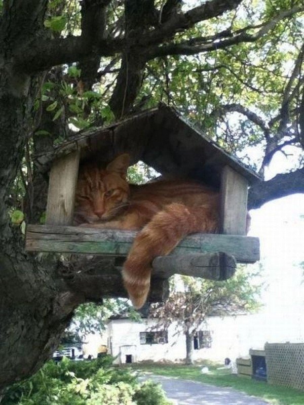 cat tree house