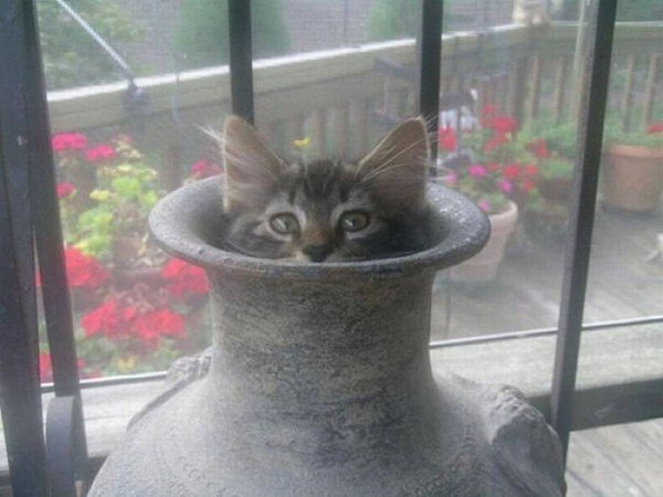 cat vase