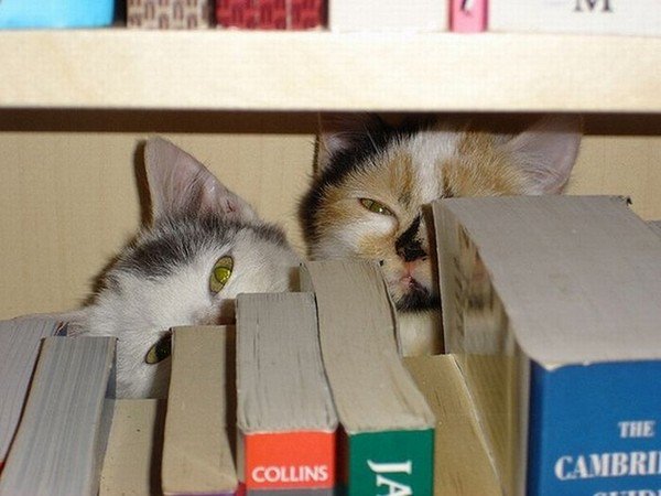 cats books hide
