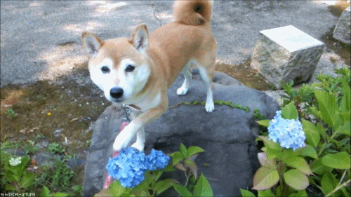 dog-best-friend-gardeners