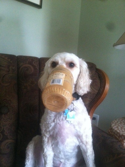 dog-best-friend-peanut-butter