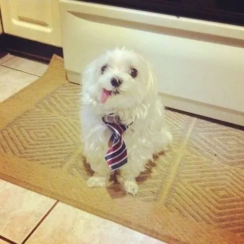 dog-best-friend-tie