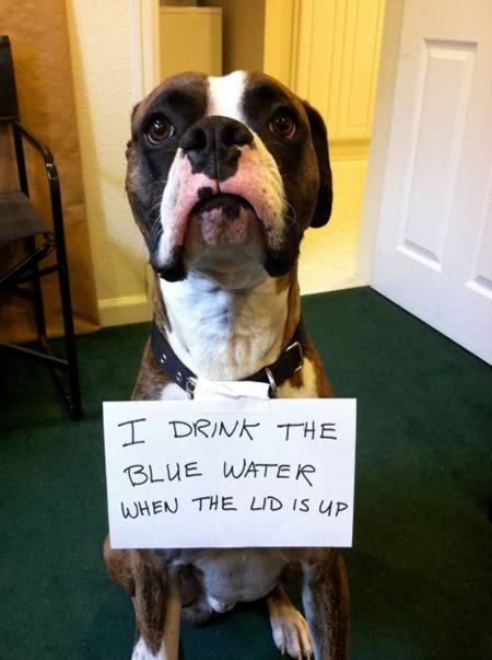 dog blue water