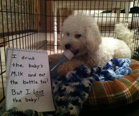 dog eating bottle