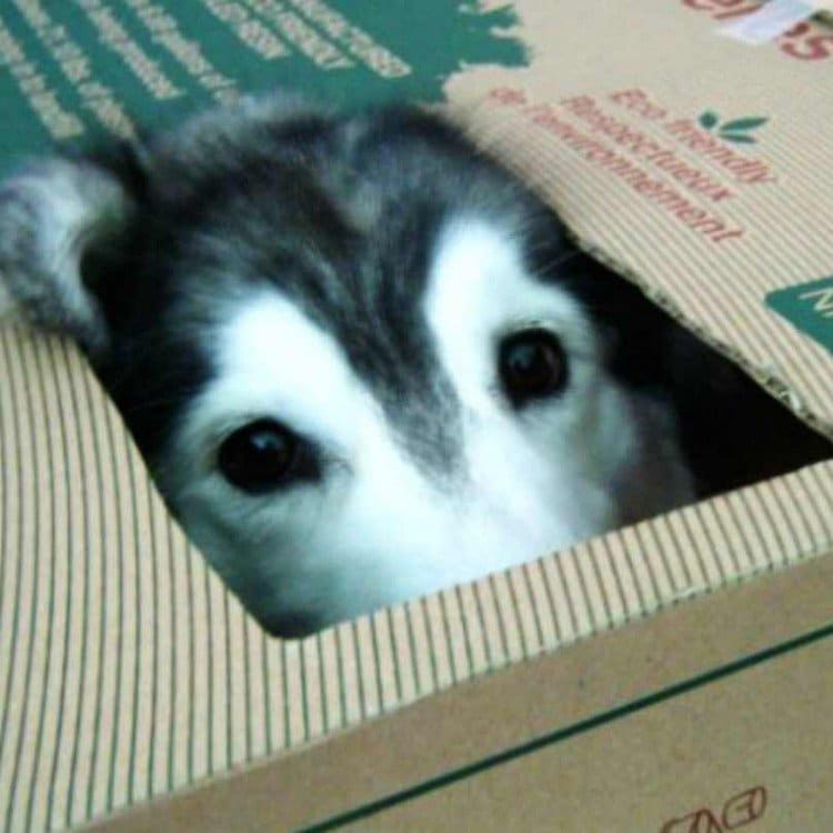 dog eyes box