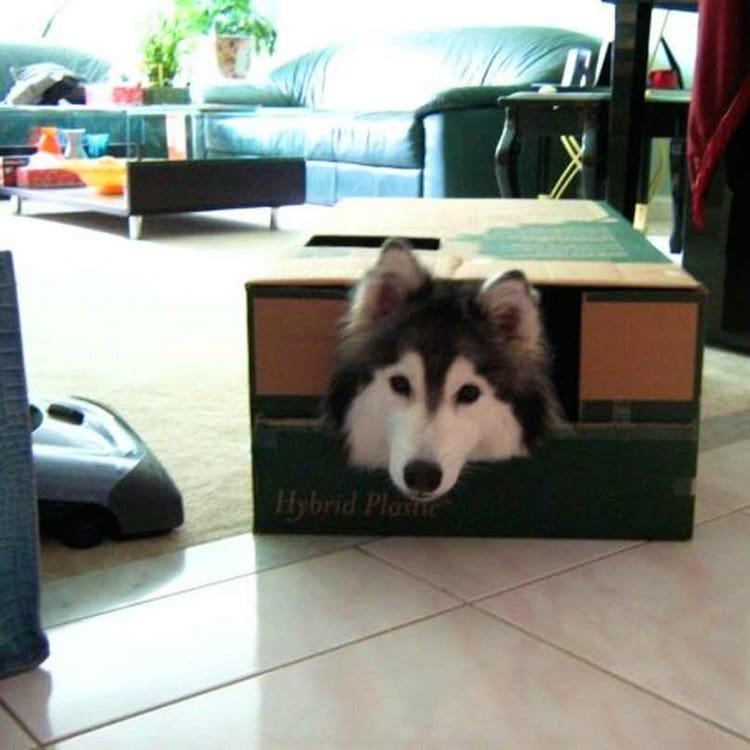 dog head box