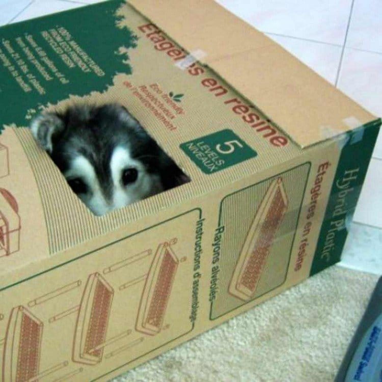 dog in box