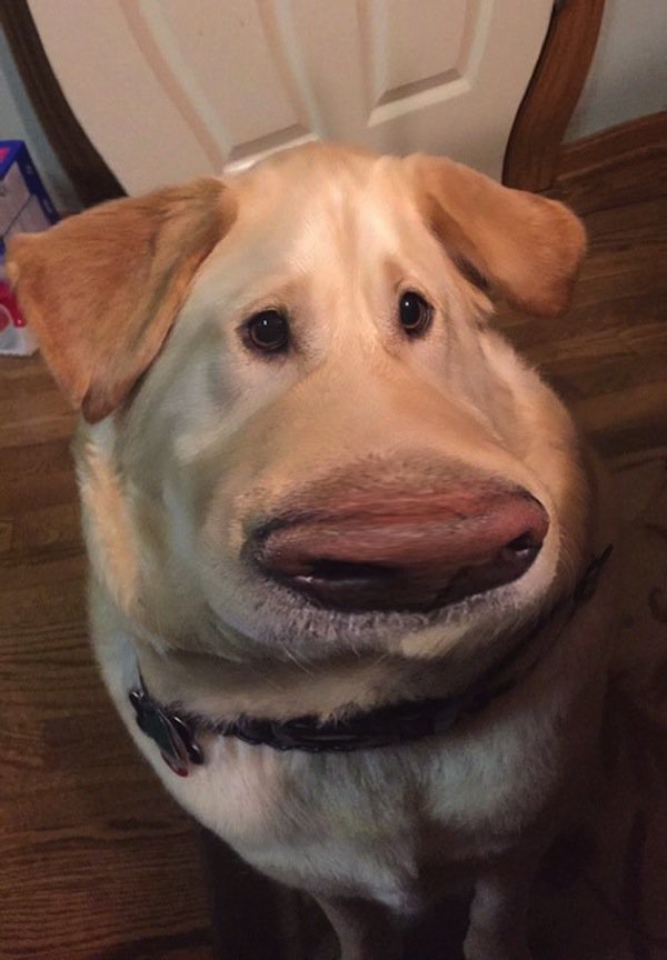 dog-nose