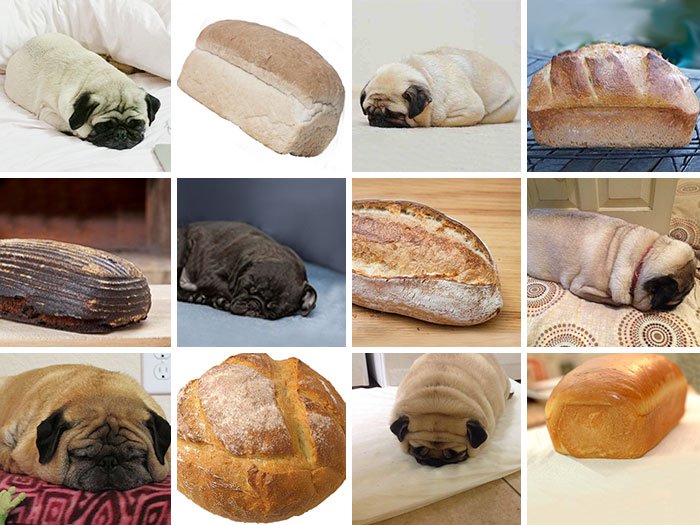 dog-or-food-loaf