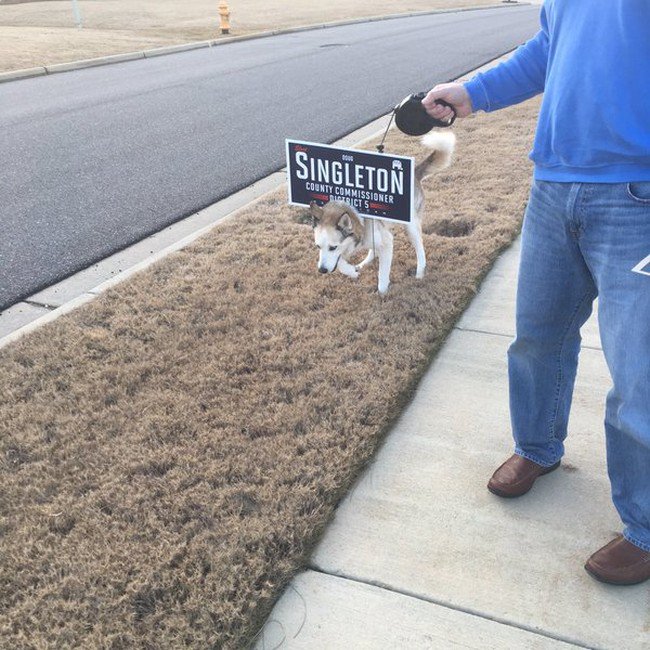 dog sign stuck