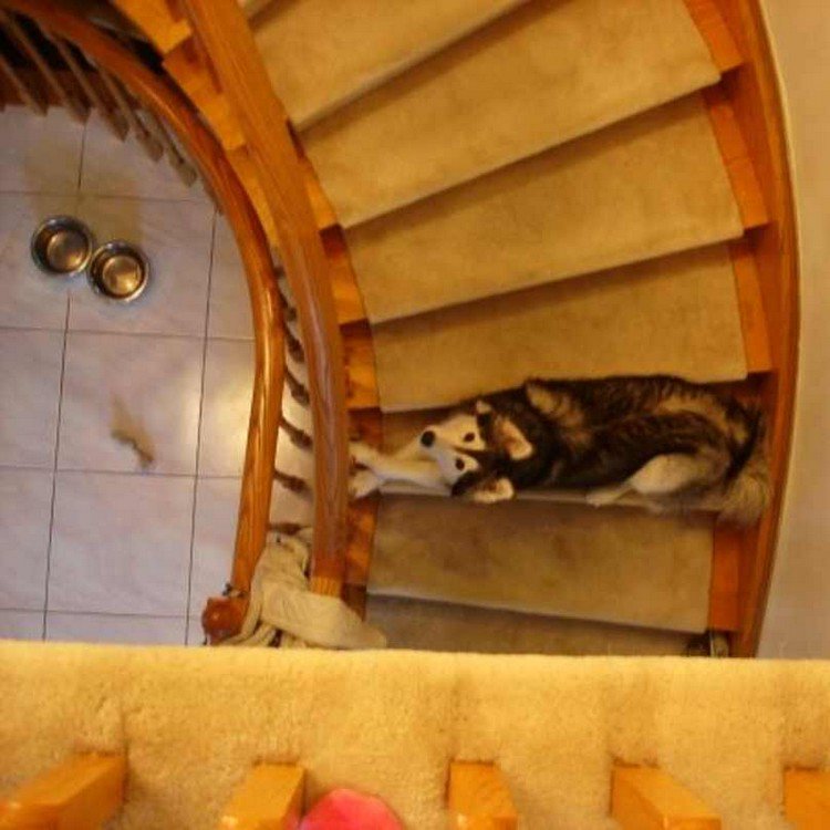 dog stairs