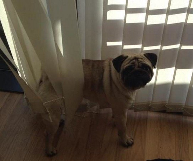 dog stuck blinds