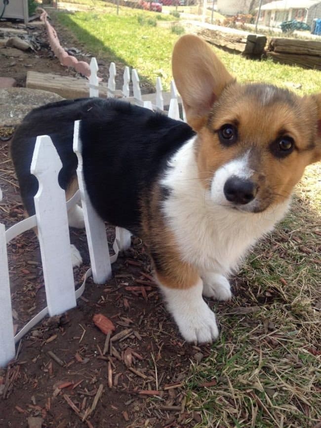 dog stuck fence