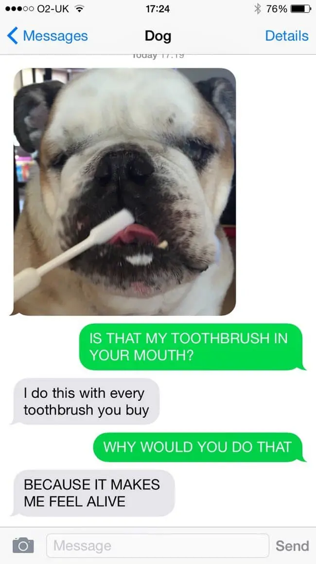 dog toothbrush text