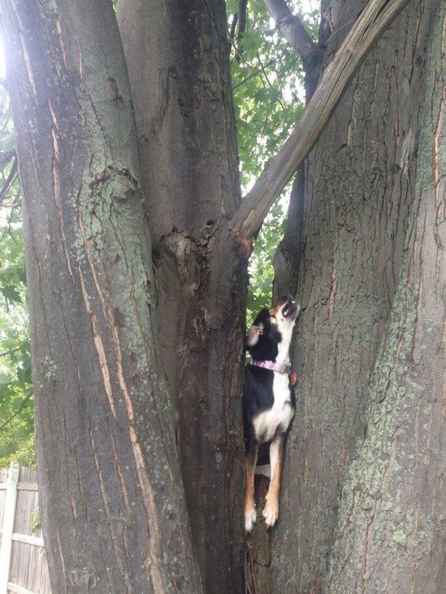 dog tree