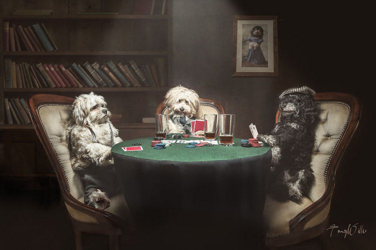 dogs cards