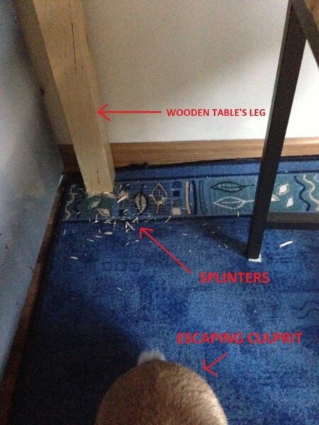 20 Bunny-Shaming Photos Of Some Very Guilty Rabbits