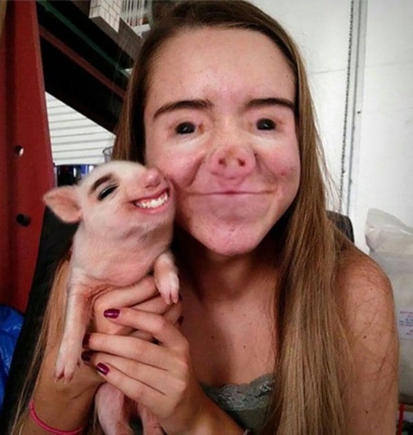 face-swaps-pig